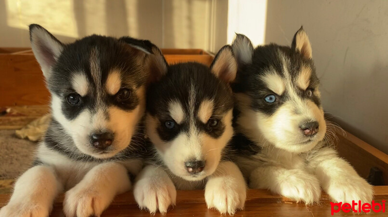 Sibirya Kurdu (Husky), Köpek  Yok fotoğrafı