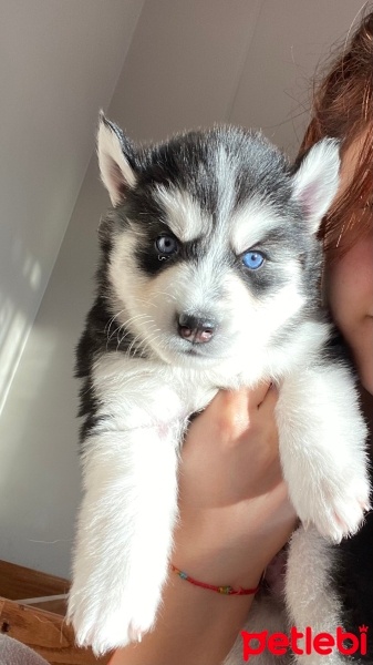Sibirya Kurdu (Husky), Köpek  Yok fotoğrafı