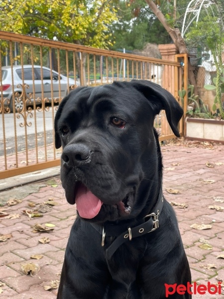 Cane Corso Italiano, Köpek  Yumak fotoğrafı