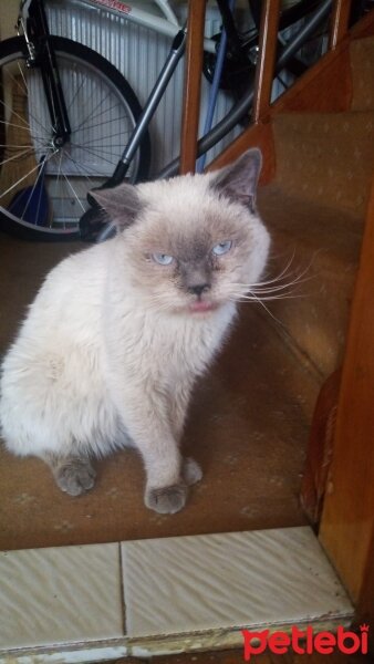 Himalayan, Kedi  PATİ fotoğrafı