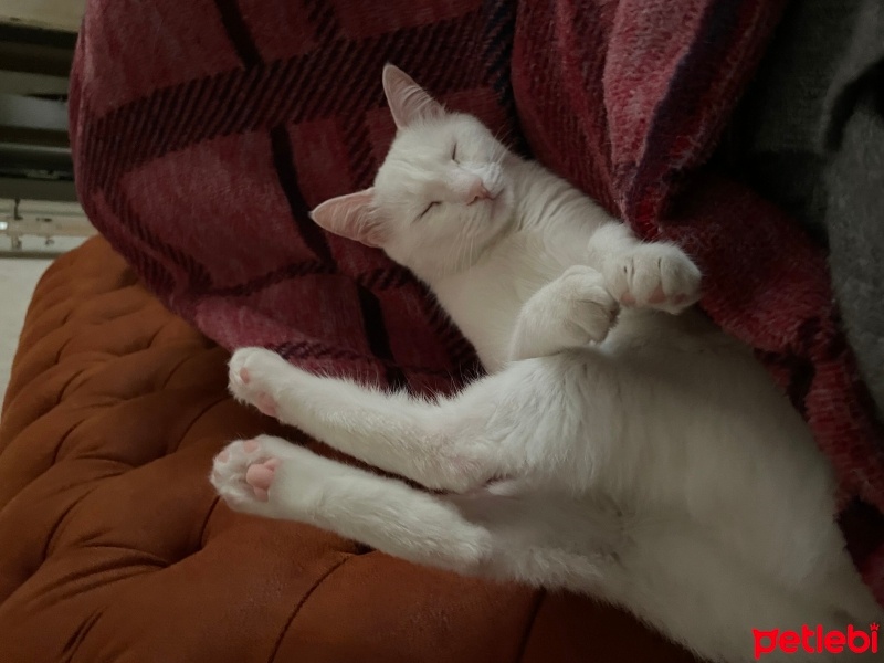 Ankara Kedisi, Kedi  Prenses fotoğrafı