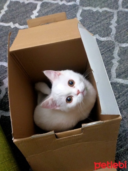 British Shorthair, Kedi  Çakıl fotoğrafı