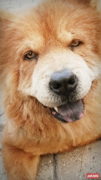 Chow Chow (çin Aslanı), Köpek  aşk fotoğrafı