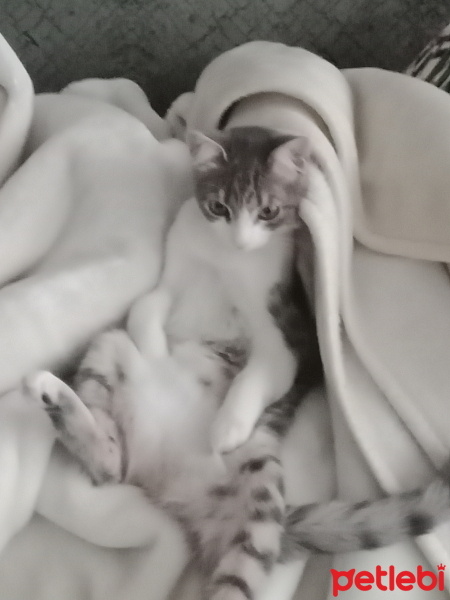 Tekir Kedi, Kedi  Pamuk fotoğrafı