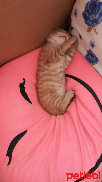 Soke, Kedi  mıncır fotoğrafı