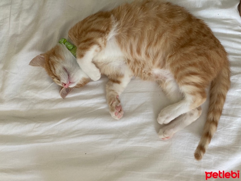 Sarman, Kedi  Sirius fotoğrafı