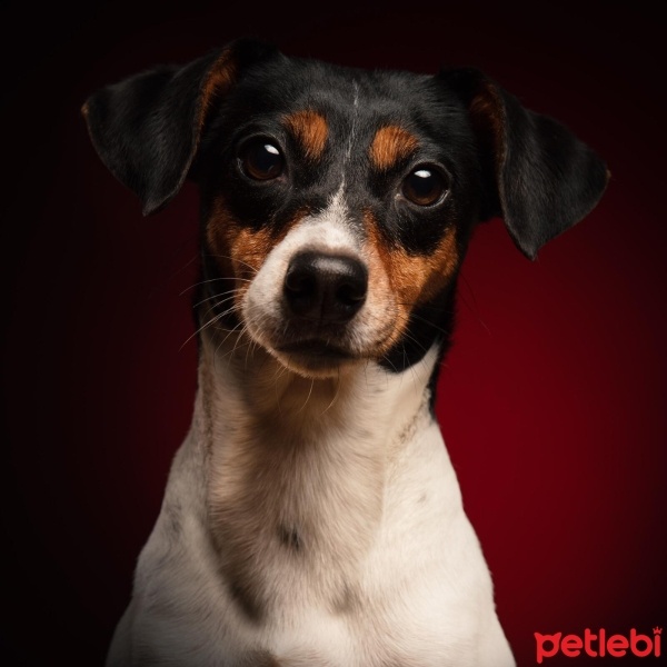 Jack Russell Terrier, Köpek  Elma fotoğrafı