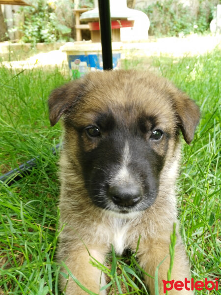 Alman Çoban Köpeği, Köpek  Cesur fotoğrafı