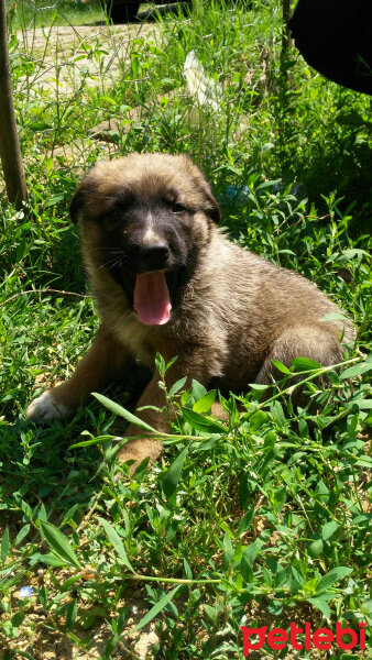 Alman Çoban Köpeği, Köpek  Cesur fotoğrafı