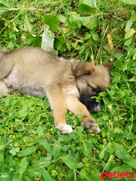 Alman Çoban Köpeği, Köpek  Cesur fotoğrafı