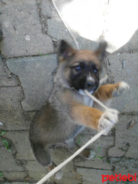 Alman Çoban Köpeği, Köpek  Cesur fotoğrafı