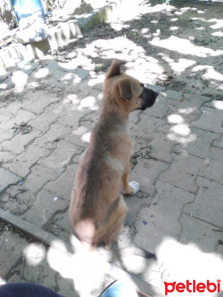 Alman Çoban Köpeği, Köpek  Cesur fotoğrafı