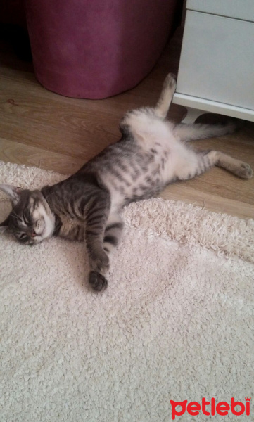 Bombay, Kedi  Gölge fotoğrafı
