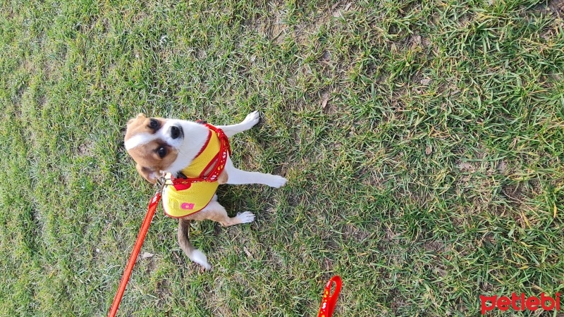 Chihuahua, Köpek  Paşa fotoğrafı