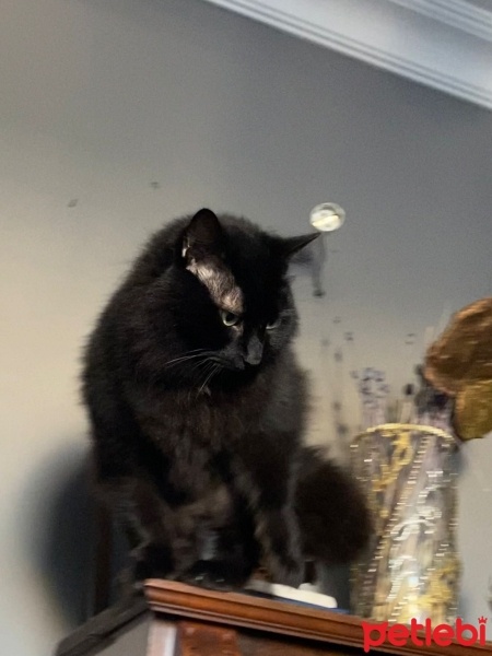 Tekir Kedi, Kedi  Zeytin fotoğrafı