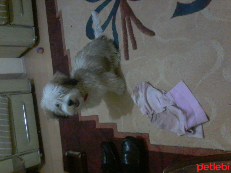Maltese, Köpek  ateş fotoğrafı