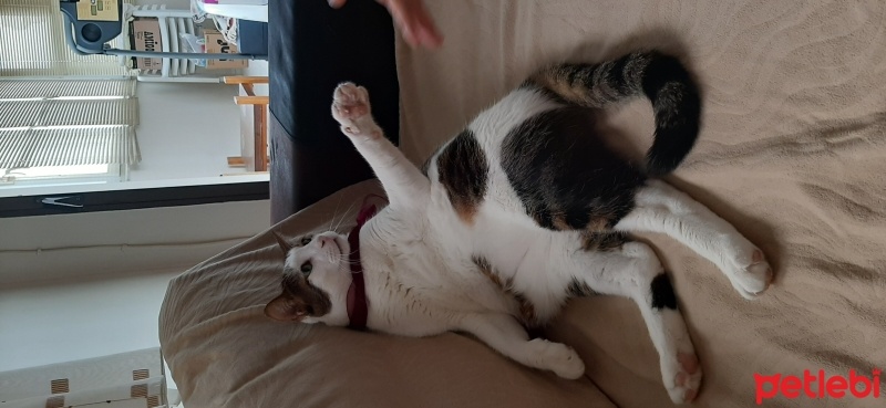 Tekir Kedi, Kedi  ŞAKIR fotoğrafı