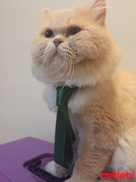 Chinchilla, Kedi  Paşa fotoğrafı