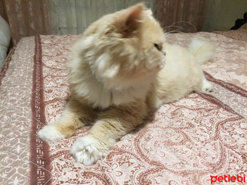 Chinchilla, Kedi  Paşa fotoğrafı