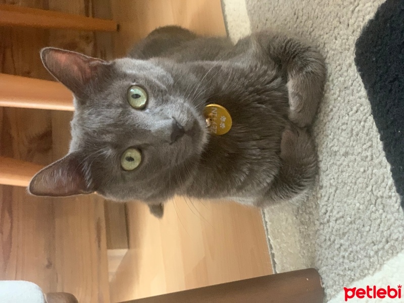 Mavi Rus, Kedi  zeytin fotoğrafı