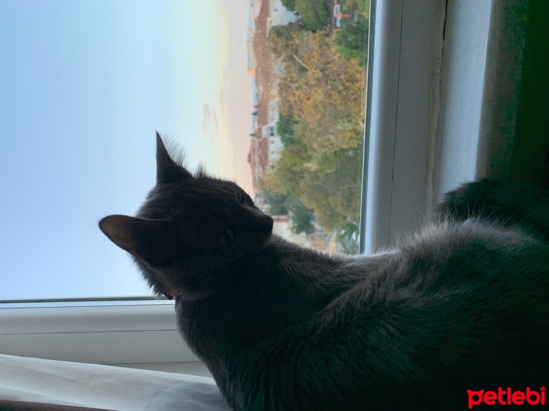 Mavi Rus, Kedi  zeytin fotoğrafı