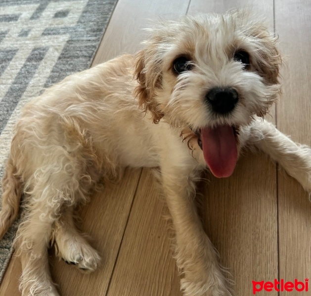 Maltese, Köpek  Karlo fotoğrafı