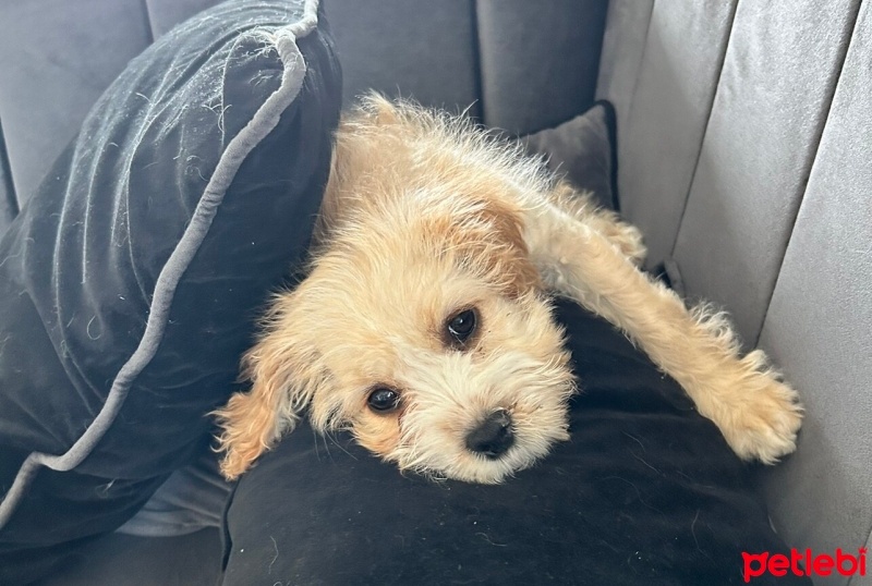 Maltese, Köpek  Karlo fotoğrafı