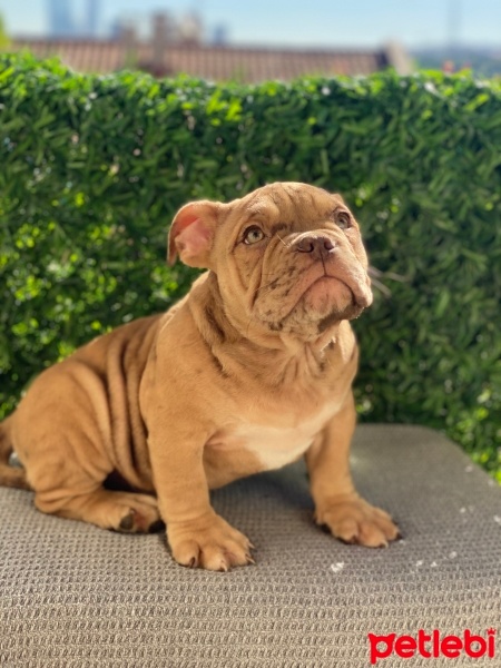 Billy, Köpek  Joker fotoğrafı