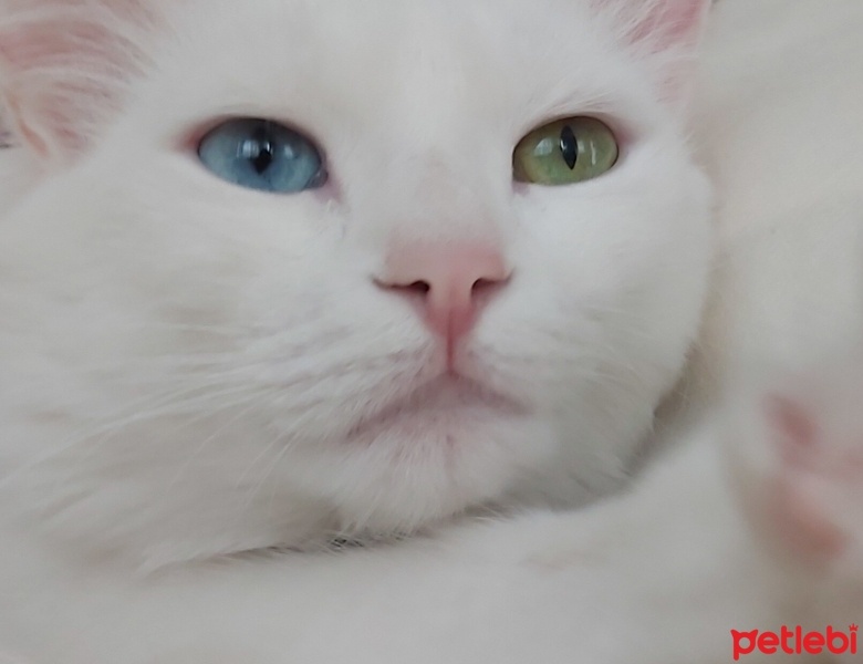 Van Kedisi, Kedi  Ayça fotoğrafı