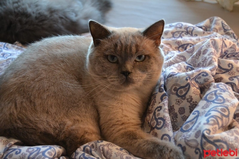 British Shorthair, Kedi  Hedwig fotoğrafı