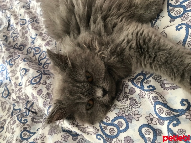 Himalayan, Kedi  Pamuk fotoğrafı