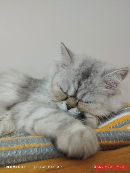British Longhair, Kedi  GÜMÜŞ fotoğrafı