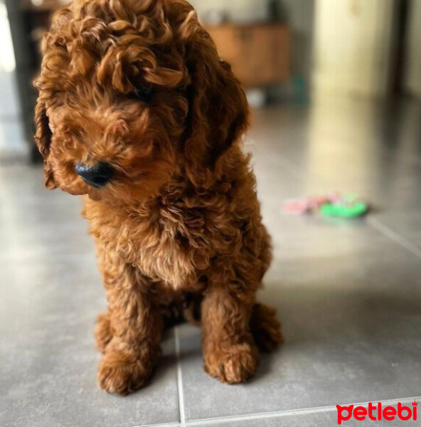 Poodle(Standart Kaniş), Köpek  Archie fotoğrafı