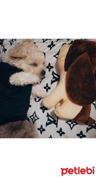 Maltese, Köpek  Leo fotoğrafı