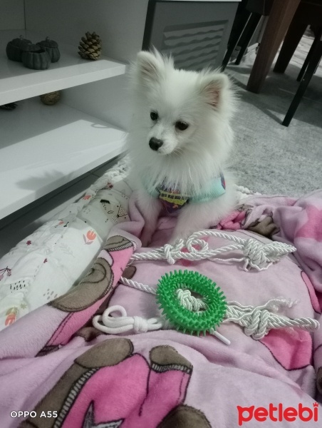 Pomeranyalı, Köpek  Pamuk fotoğrafı