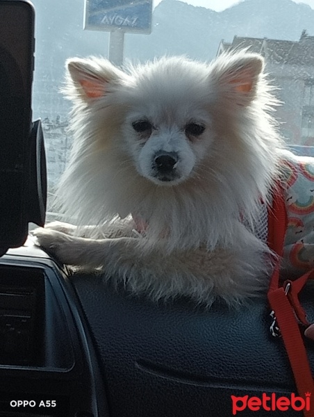 Pomeranyalı, Köpek  Pamuk fotoğrafı