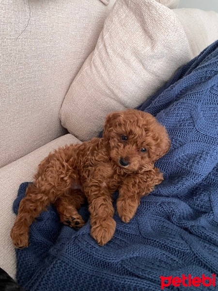 Poodle (Minyatür Kaniş), Köpek  Vegas fotoğrafı