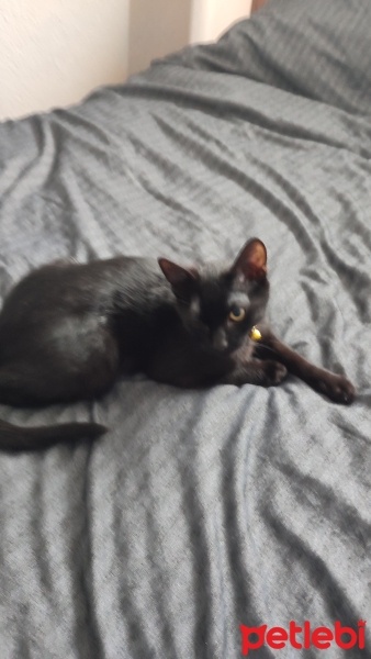 Tekir Kedi, Kedi  Negro fotoğrafı