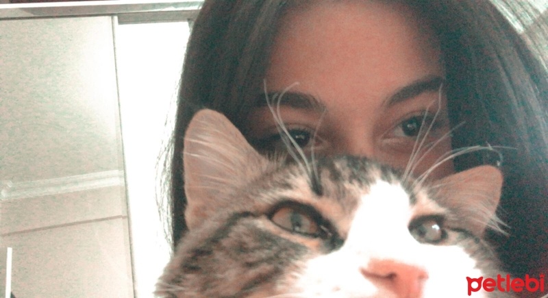 Maine Coon, Kedi  Duman fotoğrafı
