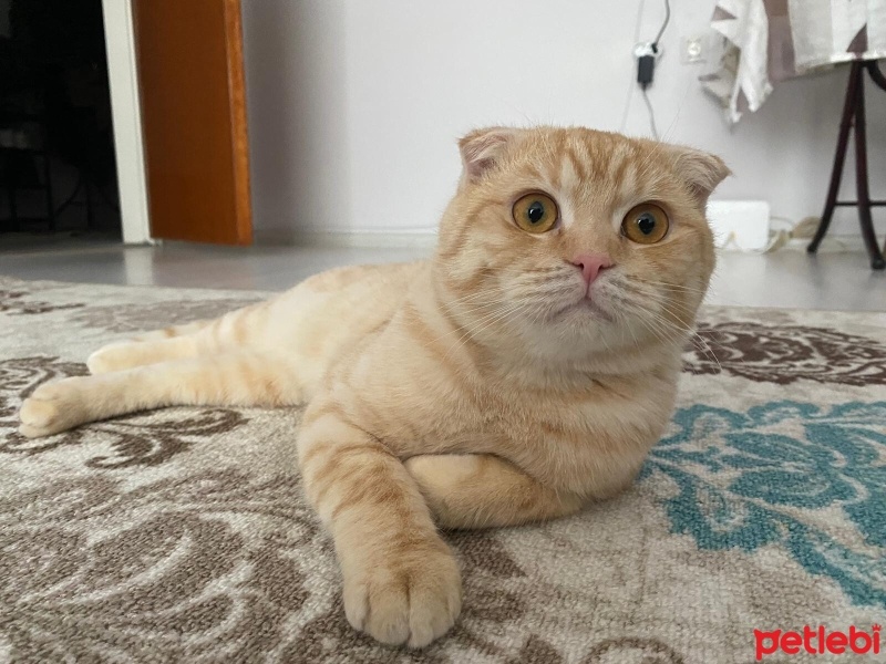Scottish Fold, Kedi  Balım fotoğrafı
