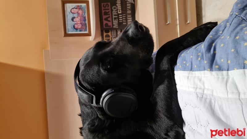 Labrador Retriever, Köpek  Dexx fotoğrafı