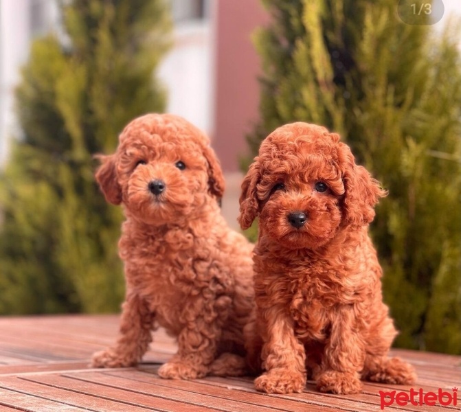 Poodle (Minyatür Kaniş), Köpek  Sevimli fotoğrafı