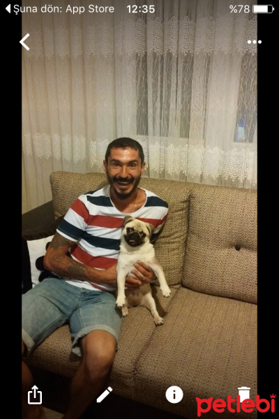 Pug, Köpek  tarçın fotoğrafı