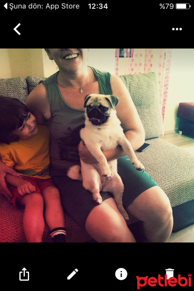 Pug, Köpek  tarçın fotoğrafı