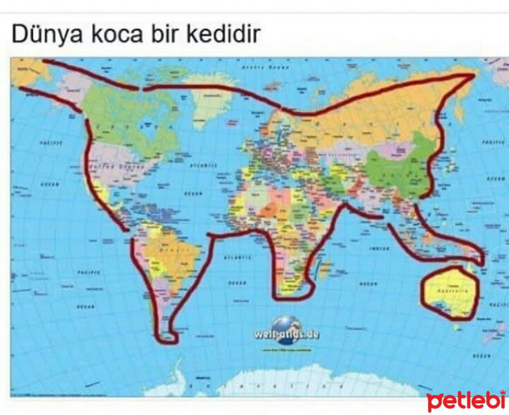 Tekir Kedi, Kedi  Lola fotoğrafı