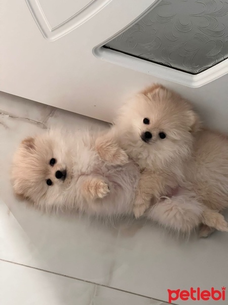 Pomeranyalı, Köpek  Gölge fotoğrafı