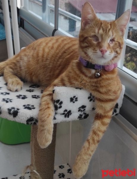 Tekir Kedi, Kedi  Boncuk fotoğrafı