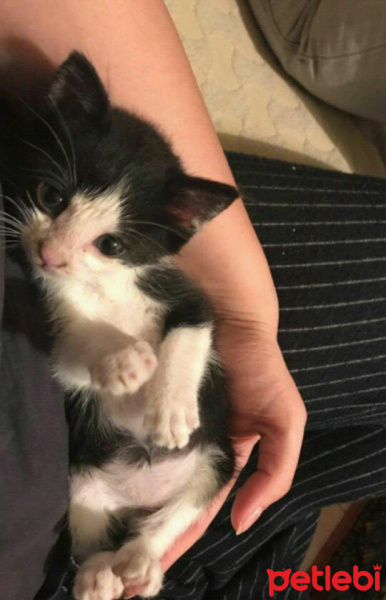 Tekir Kedi, Kedi  Zeytin fotoğrafı