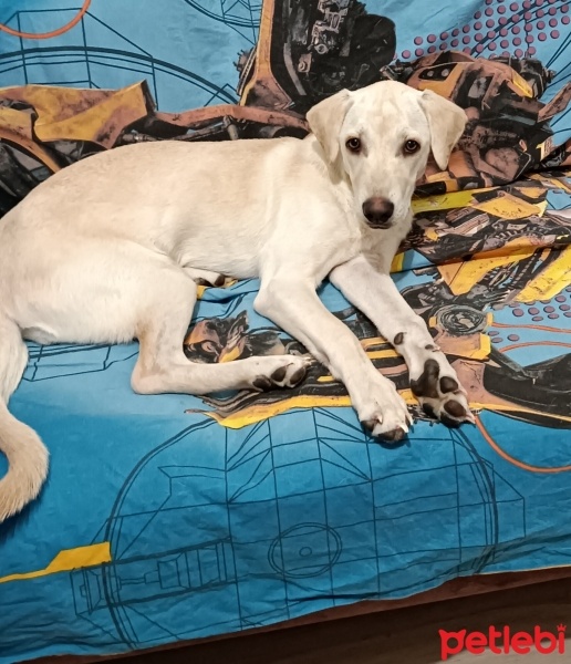 Labrador Retriever, Köpek  Şans fotoğrafı
