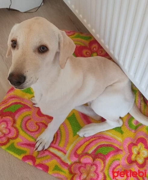 Labrador Retriever, Köpek  Şans fotoğrafı
